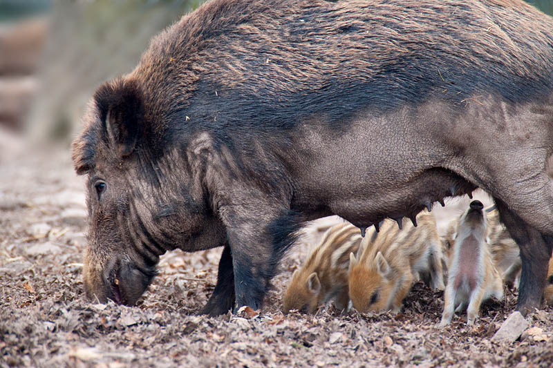 wildschwein050414-26.jpg