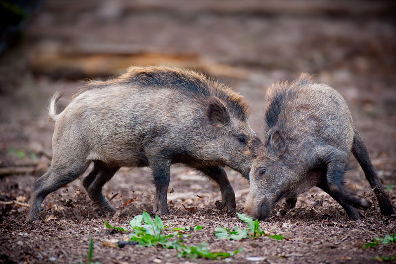 wildschwein050414-27.jpg