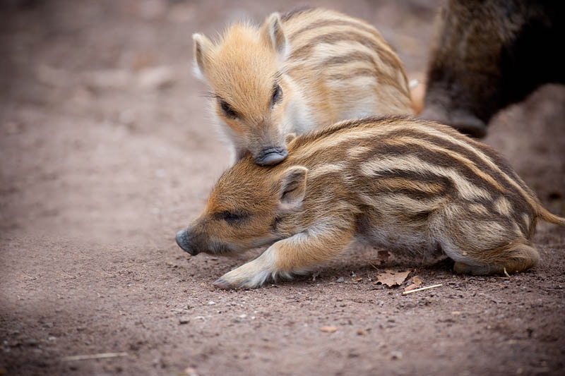 wildschwein050414-29.jpg