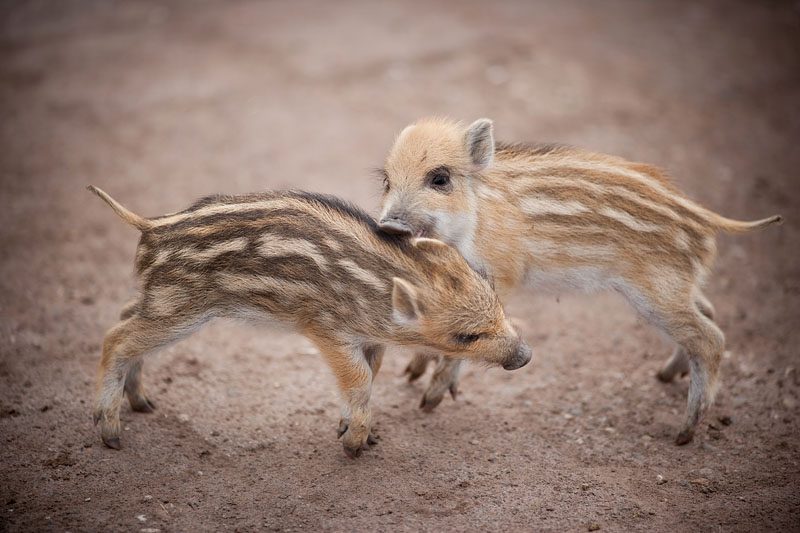 wildschwein050414-3.jpg