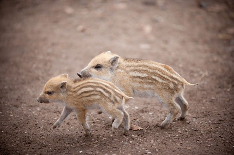 wildschwein050414-5.jpg