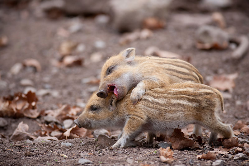 wildschwein050414-6.jpg