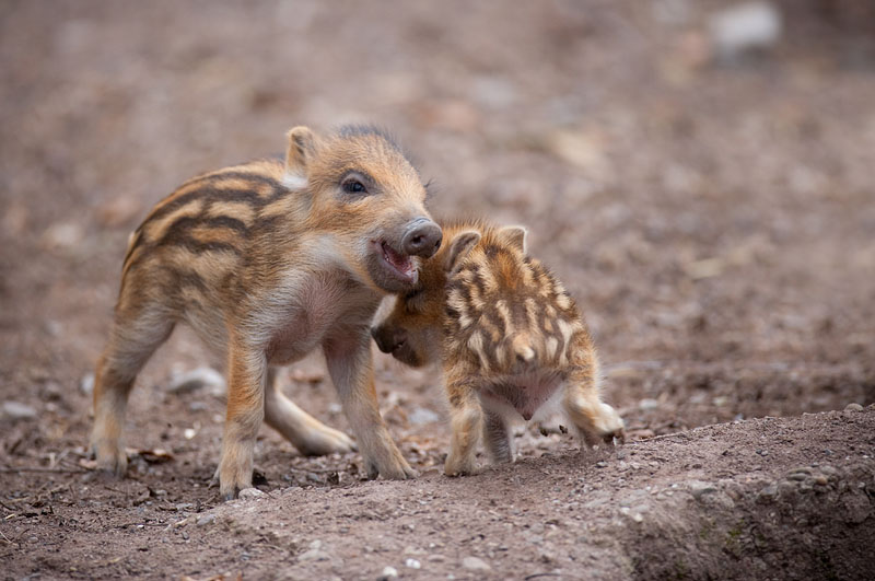 wildschwein050414-7.jpg