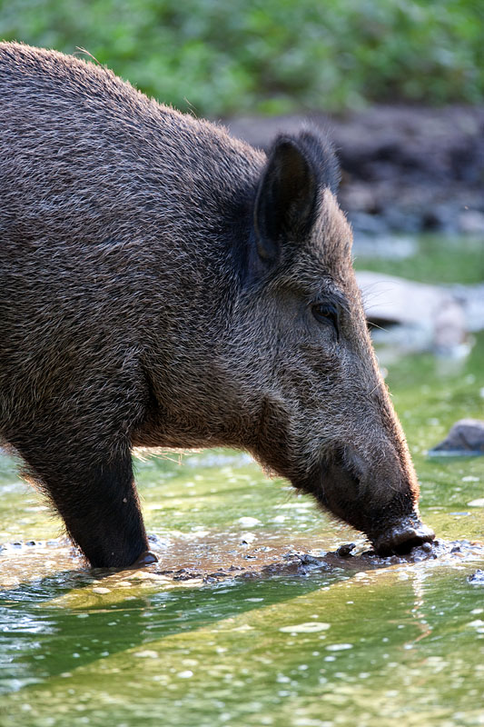 wildschwein050809-1.jpg