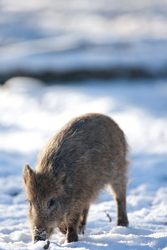 wildschwein110109-2.jpg