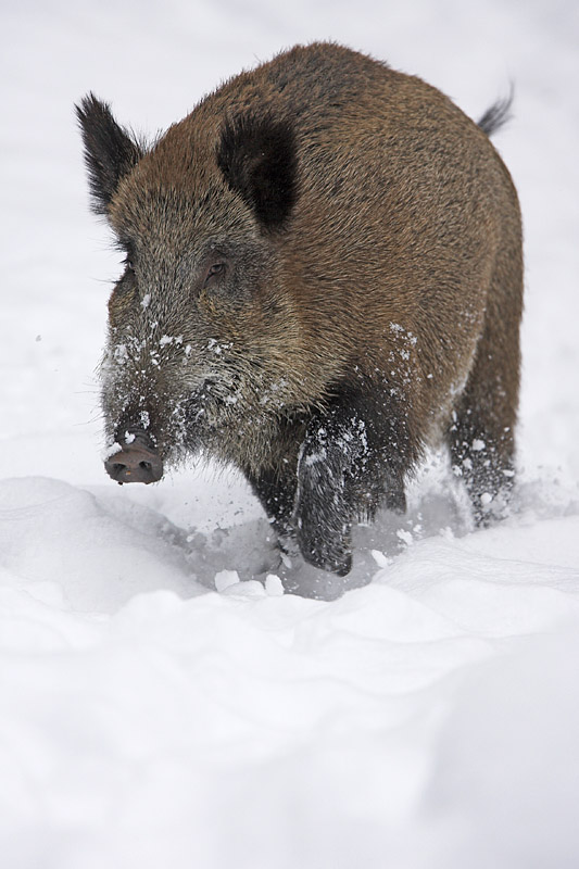 wildschwein270107-3.jpg