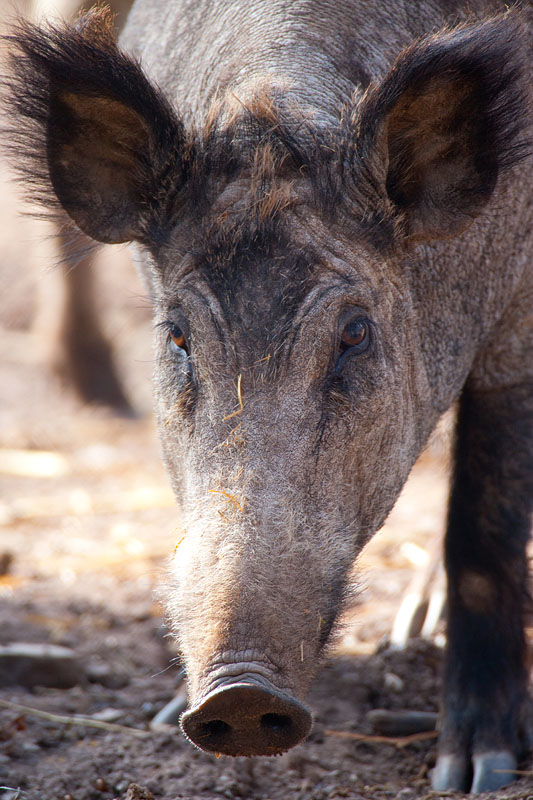 wildschwein300314-2.jpg