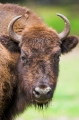 wisent020808-3
