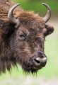 wisent020808-4