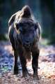 wisent060120-1