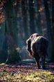 wisent060120-2