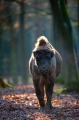 wisent060120-4