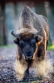 wisent060120-5