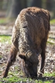 wisent090407-1