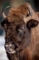 wisent110109-6