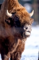 wisent110109-7