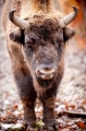 wisent240114-2