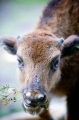 wisent260512-1