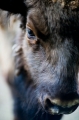 wisent260512-3