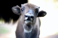 wisent260512-4