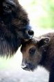 wisent260512-5