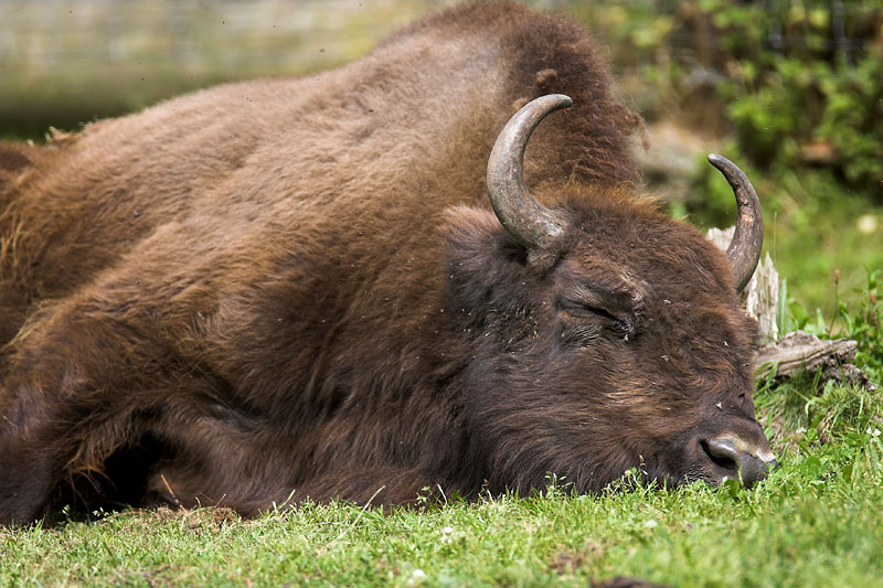 wisent020808-7.jpg