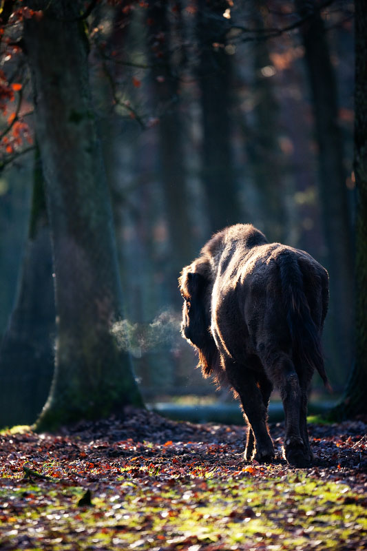 wisent060120-2.jpg