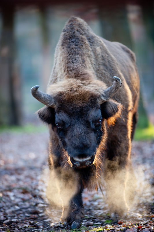 wisent060120-5.jpg