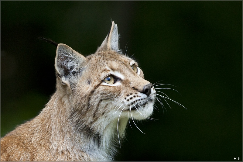 hv_2010-05-22_015_luchs.jpg