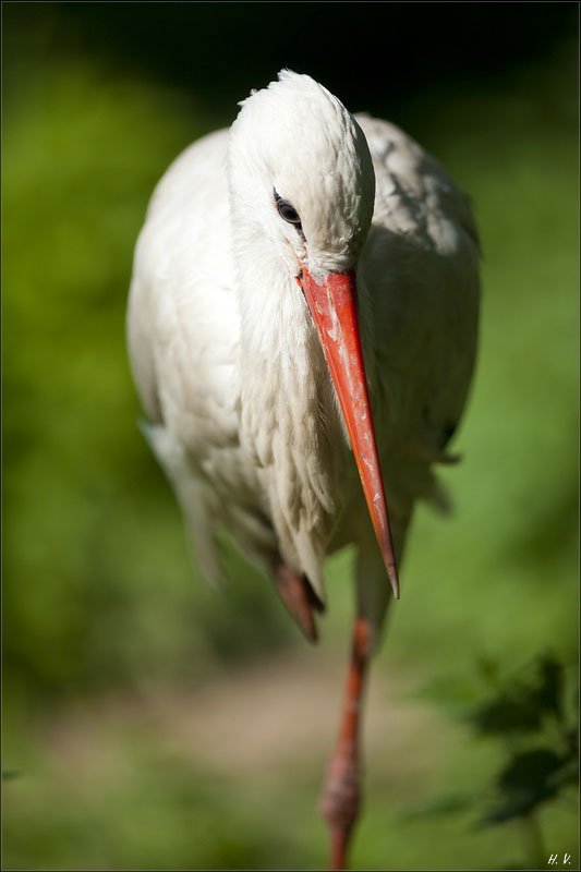 hv_2010-05-22_051_storch.jpg