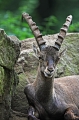 Steinbock