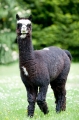 alpaka240409-9