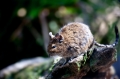 degu090409-1