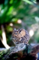 degu090409-4