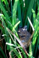 degu090409-8