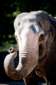 elefant021015-1