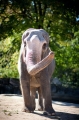 elefant021015-11