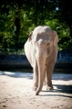 elefant021015-18