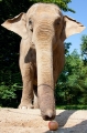 elefant180718-1