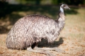 emu071018-1