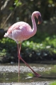 flamingo060407-2