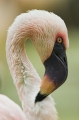 flamingo071206-1