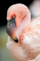 flamingo251213-1