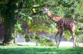 giraffe021015-1
