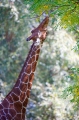 giraffe021015-3