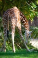 giraffe021015-5
