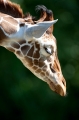 giraffe021015-6