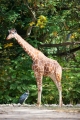 giraffe071018-1