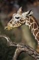 giraffe090207-2