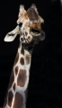 giraffe090207-4